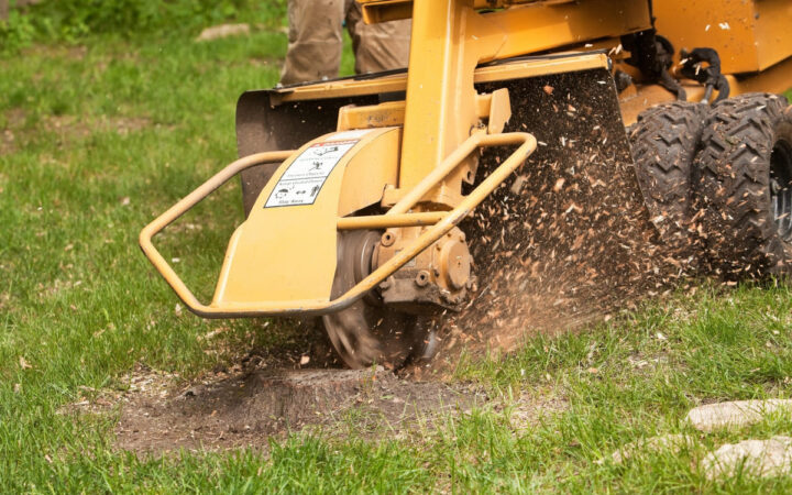 emergency tree removal in Lakeland, FL
